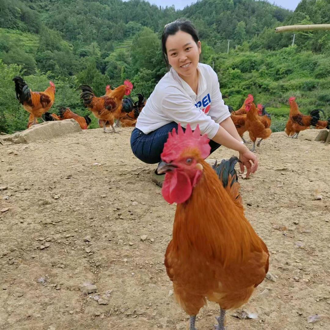 土鸡妹
