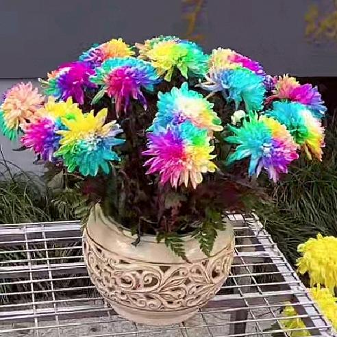 新明❀˳꒰*´