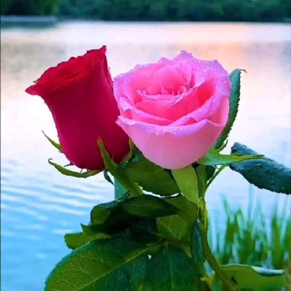 花好月圆