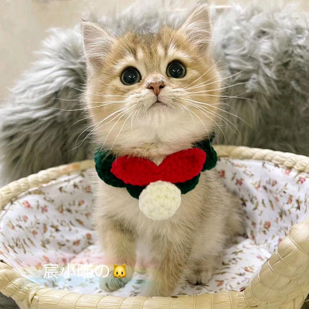 阿福的幸福生活