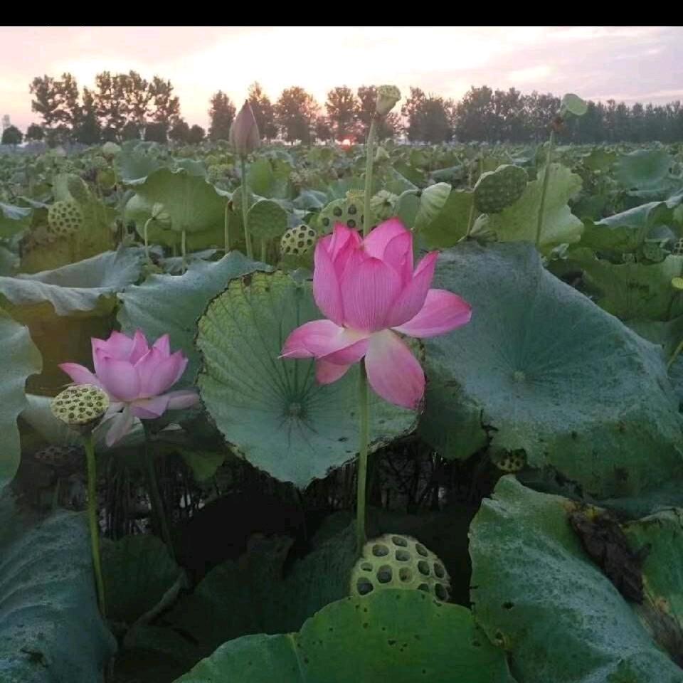 幸福女人