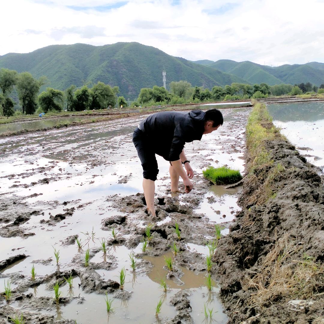 延边头道 擎谷大米