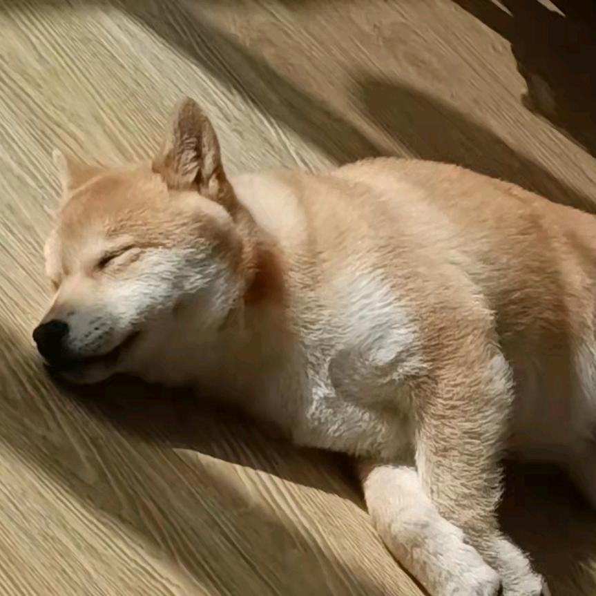 小柴犬迪迦的日常