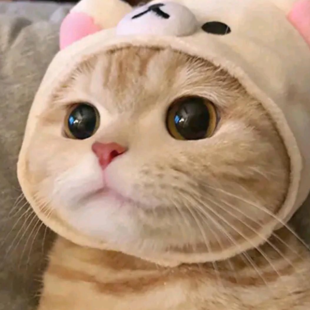 青语叶脉精刻坊🌿