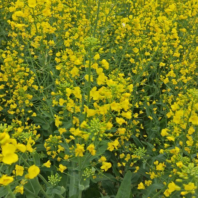 🍁一🌾路🌾有🌾你🍁