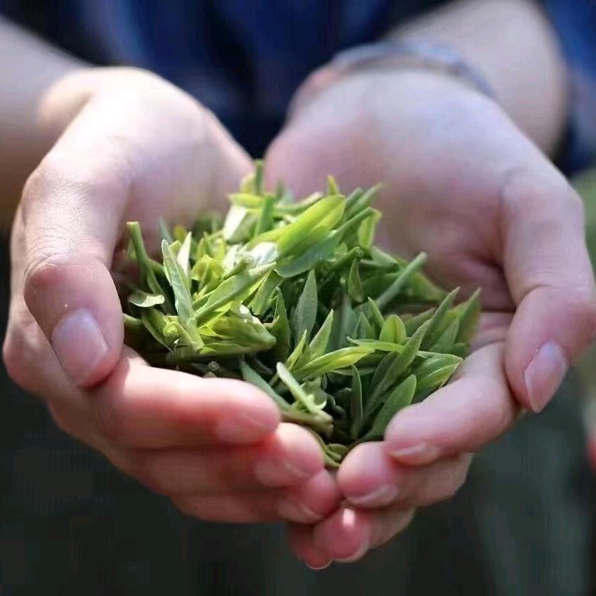 茶岩觀色
