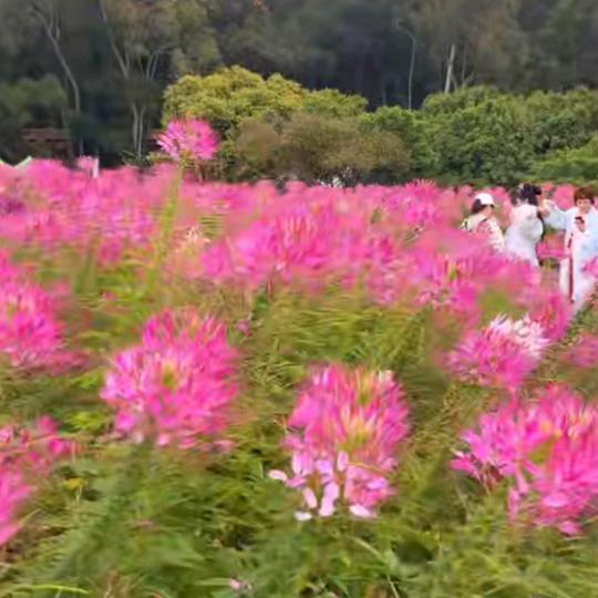 💐💐花自然开，🌷蝴蝶 自然来🌹