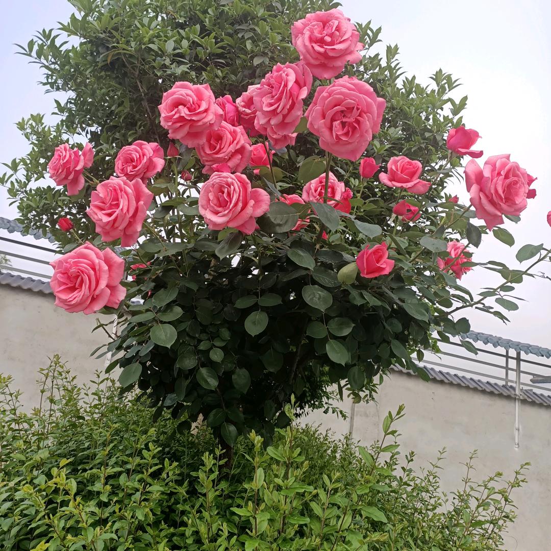烟花繁