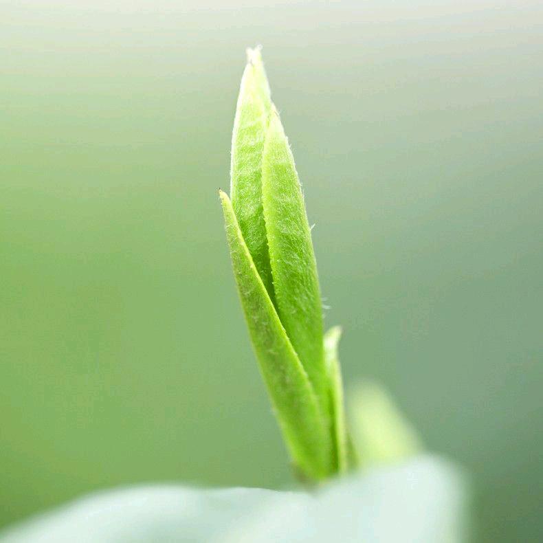 林彤龙井@庐江县裕峰茶叶专业合作社