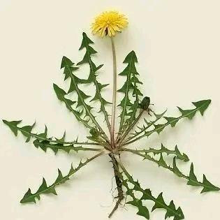 红黄蓝 – 红花  黄芪  板蓝根