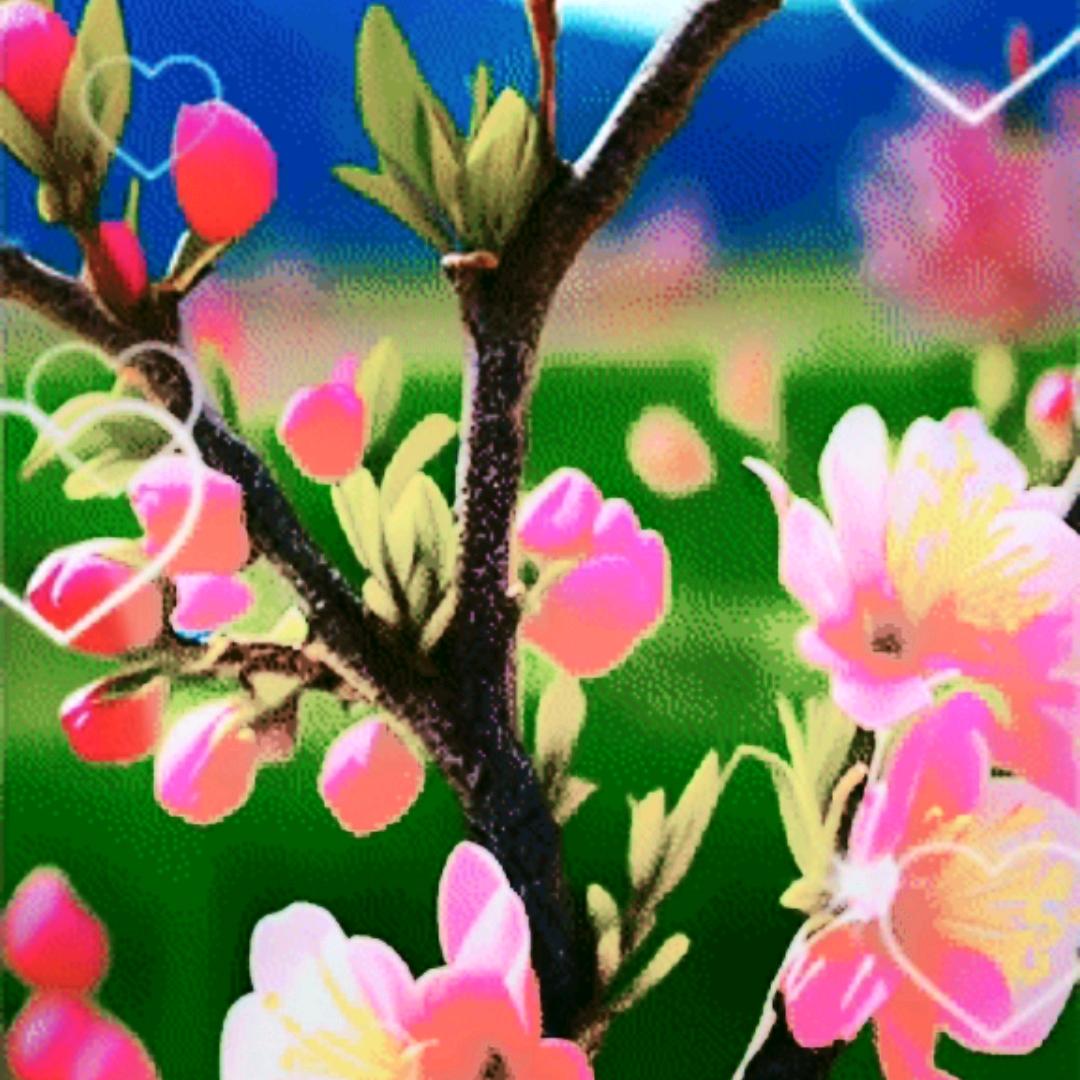 芳红