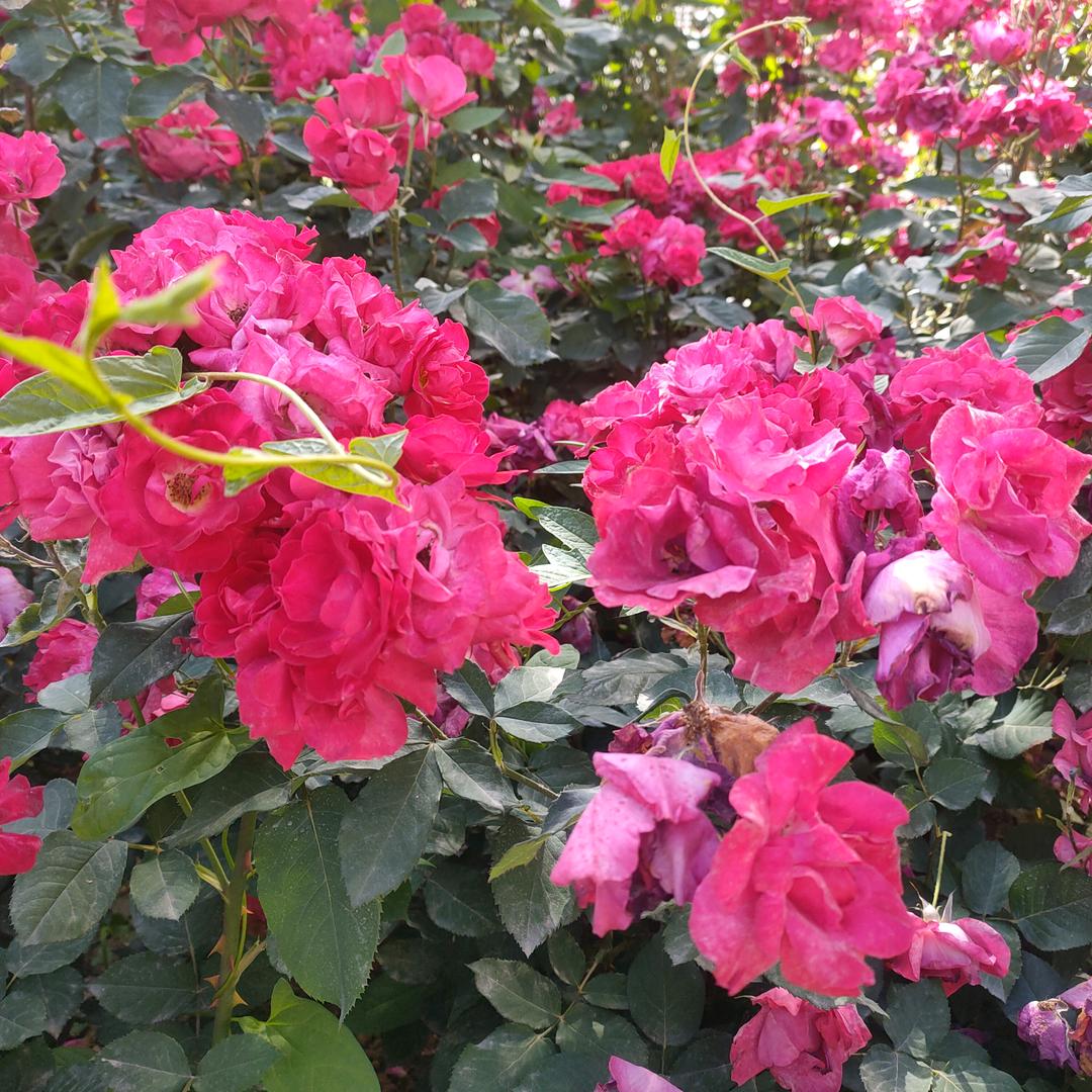 健康是福、快乐每一天