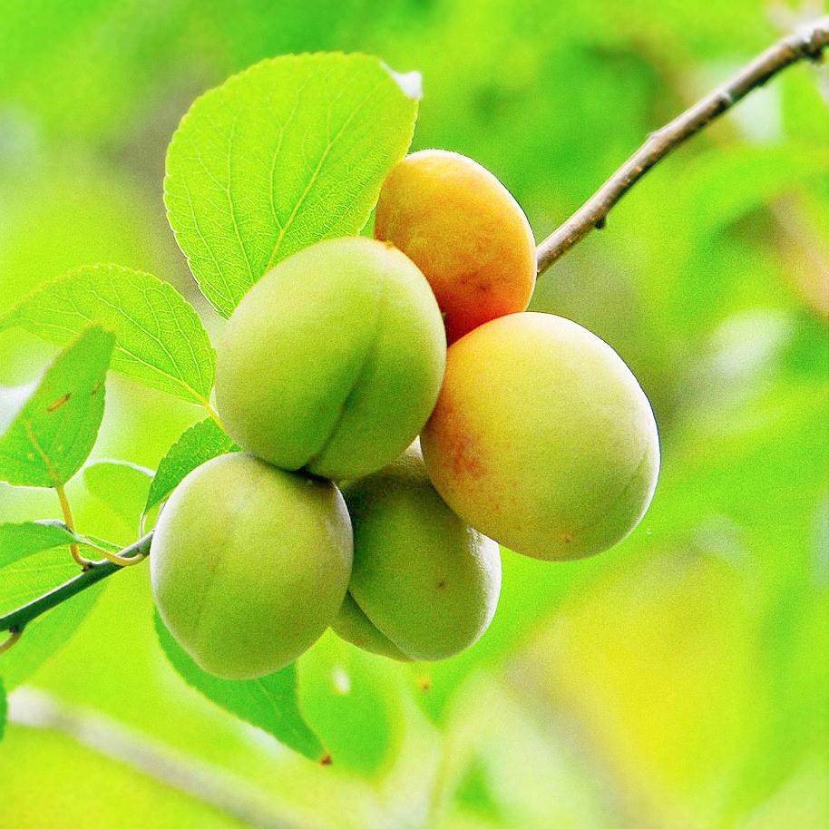 羿哥哥的邻家小青梅