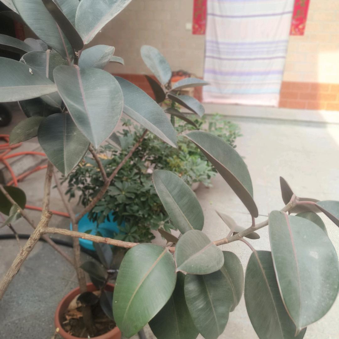 神泉收玉米小麦