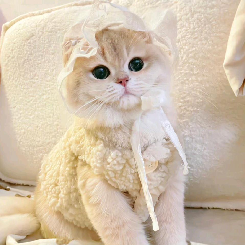小六一