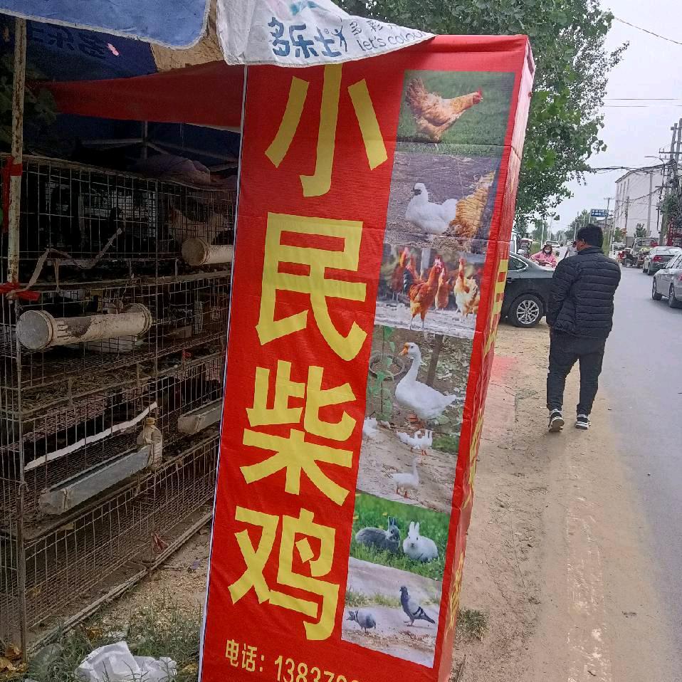 小民长年收鸡鹅兔鸽子