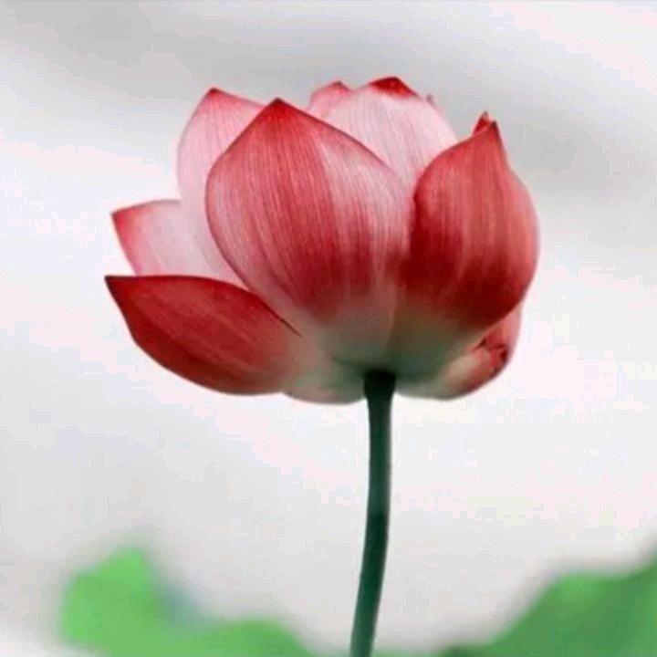 楉荷