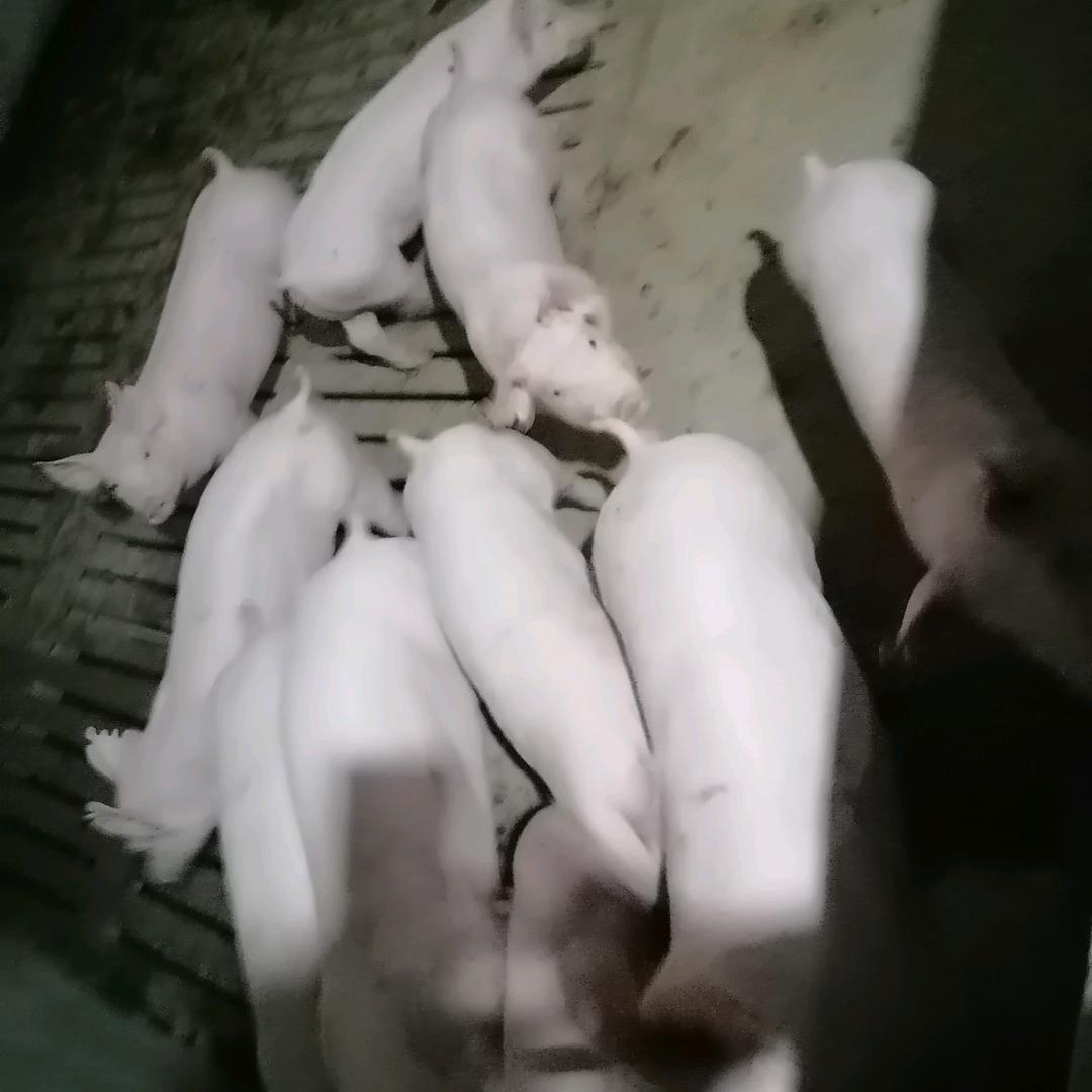 美好生活的记录