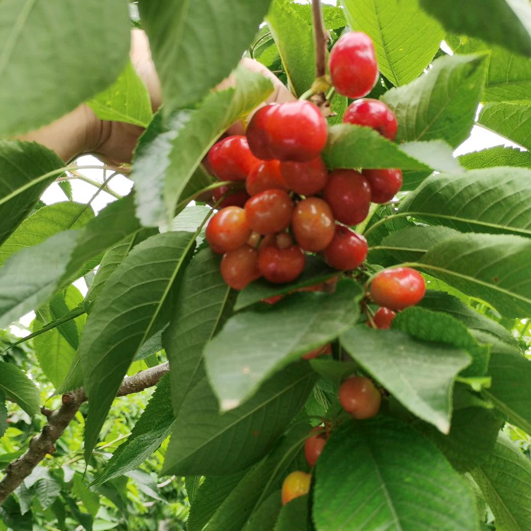 蔬菜瓜果管理