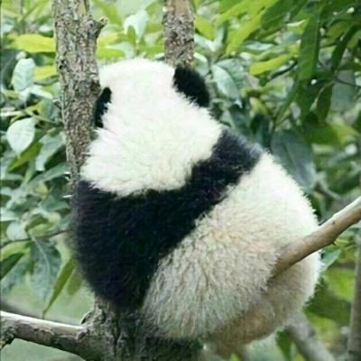 轩轩