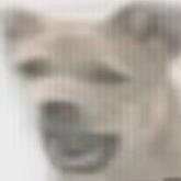 被水淹没不知所措的喵呜汪