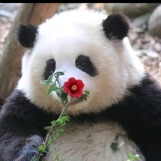 花花开一夏头像