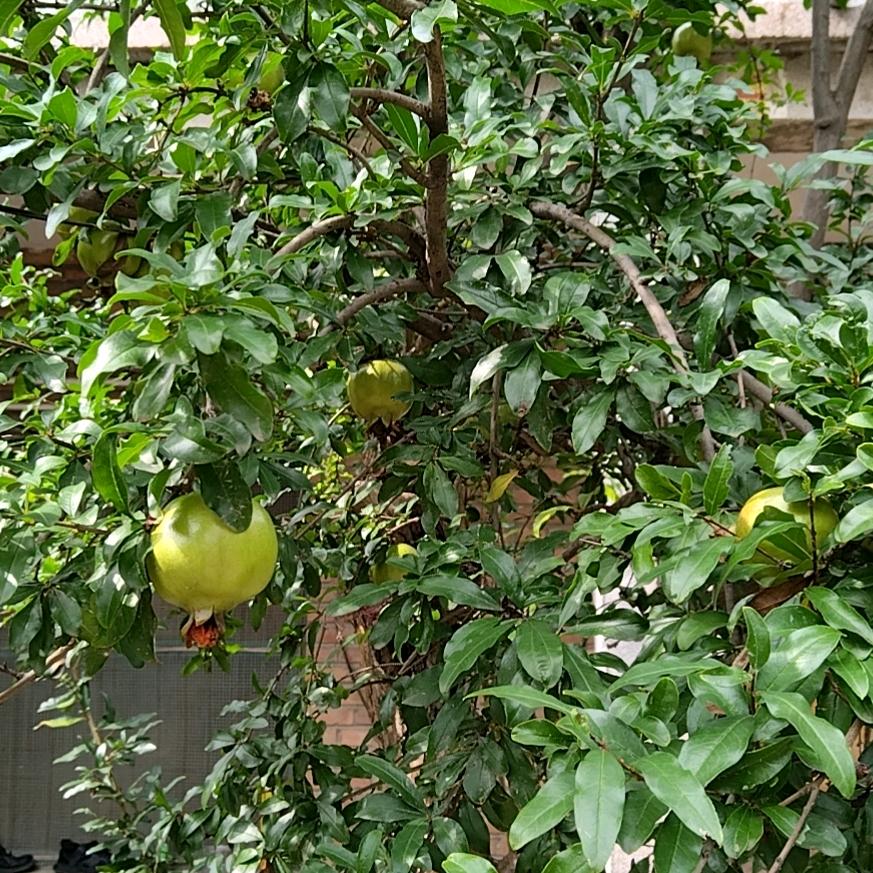 班尼