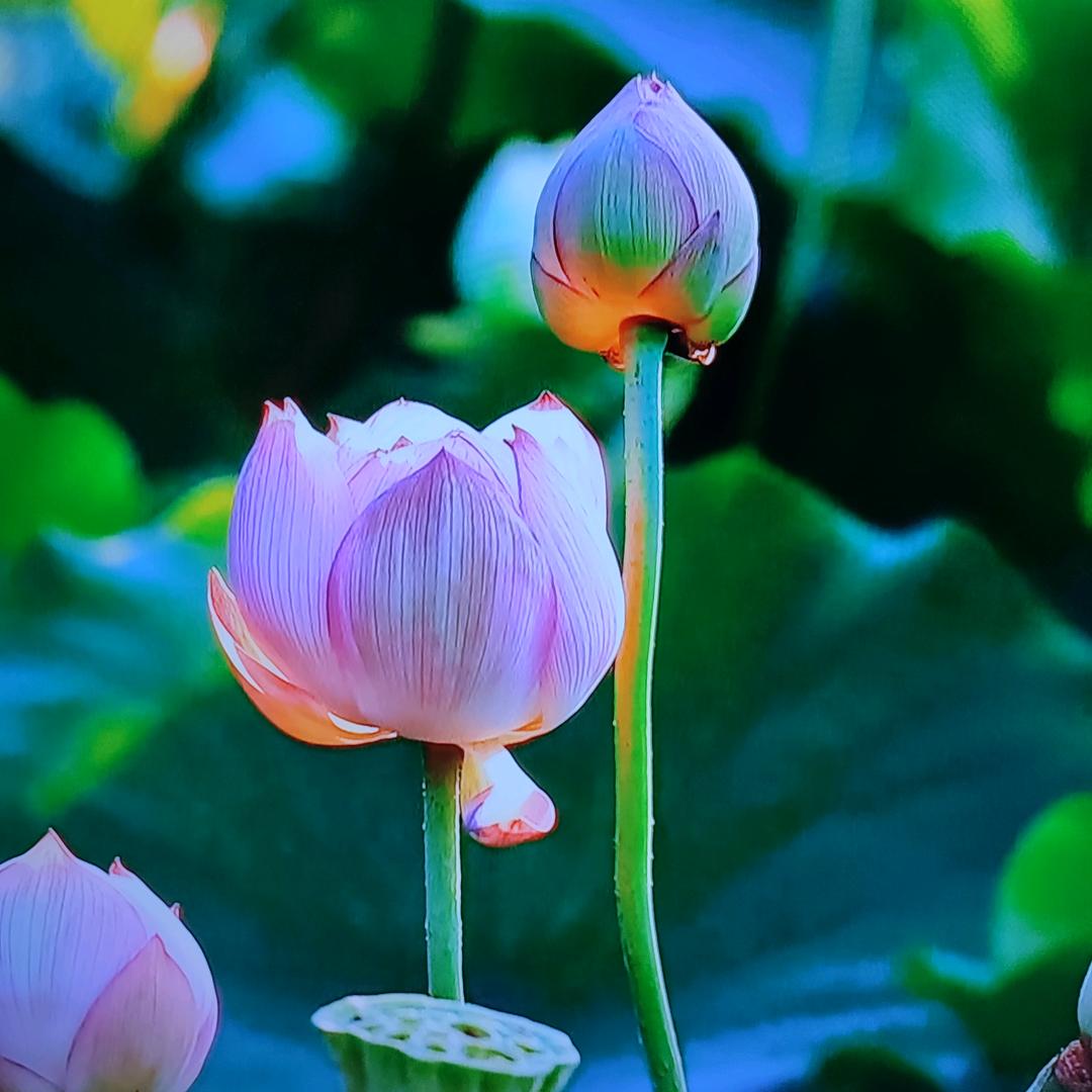 花苮子