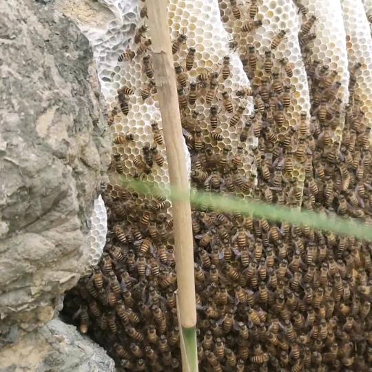 贵州老王山玻璃栈道追蜂人