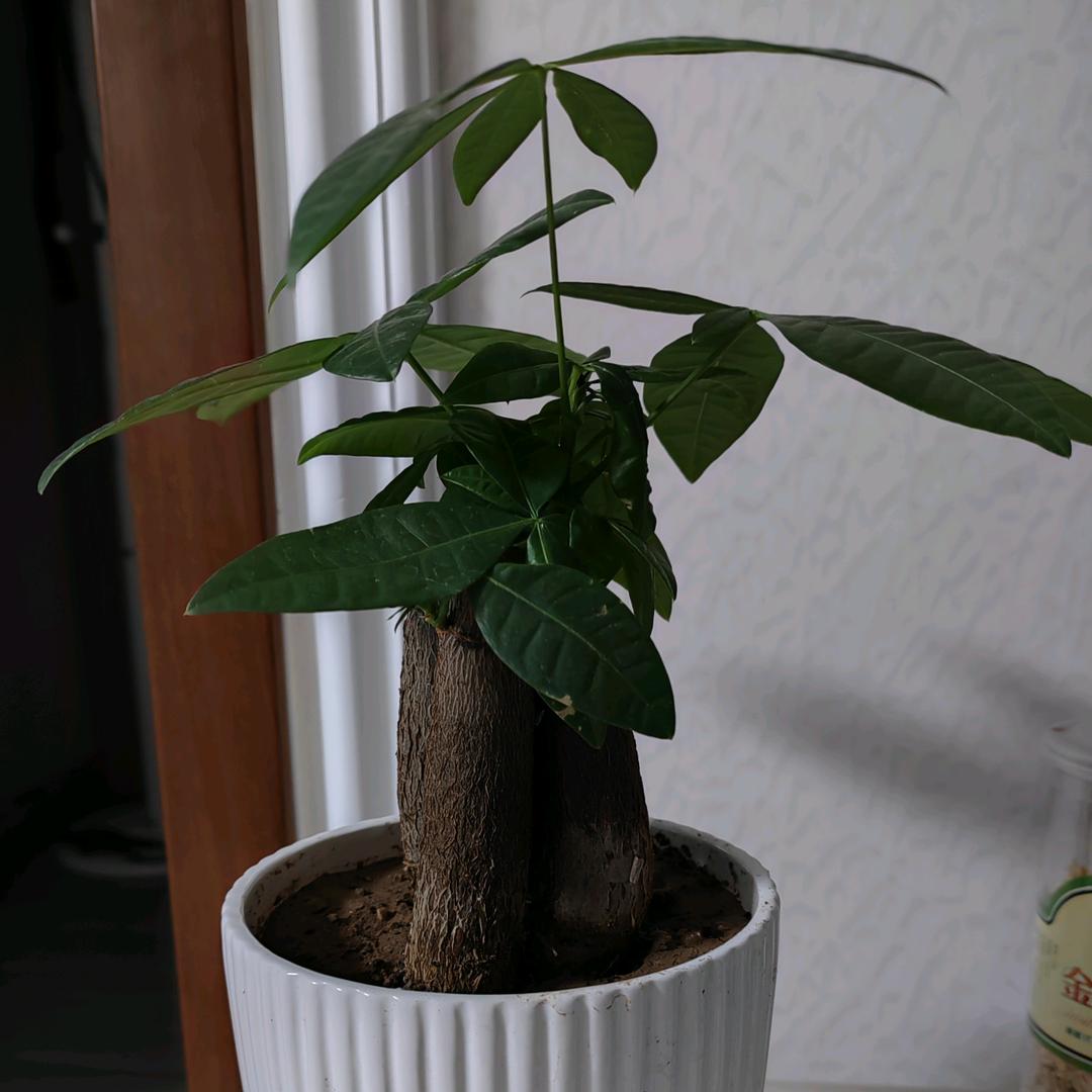 白小弟