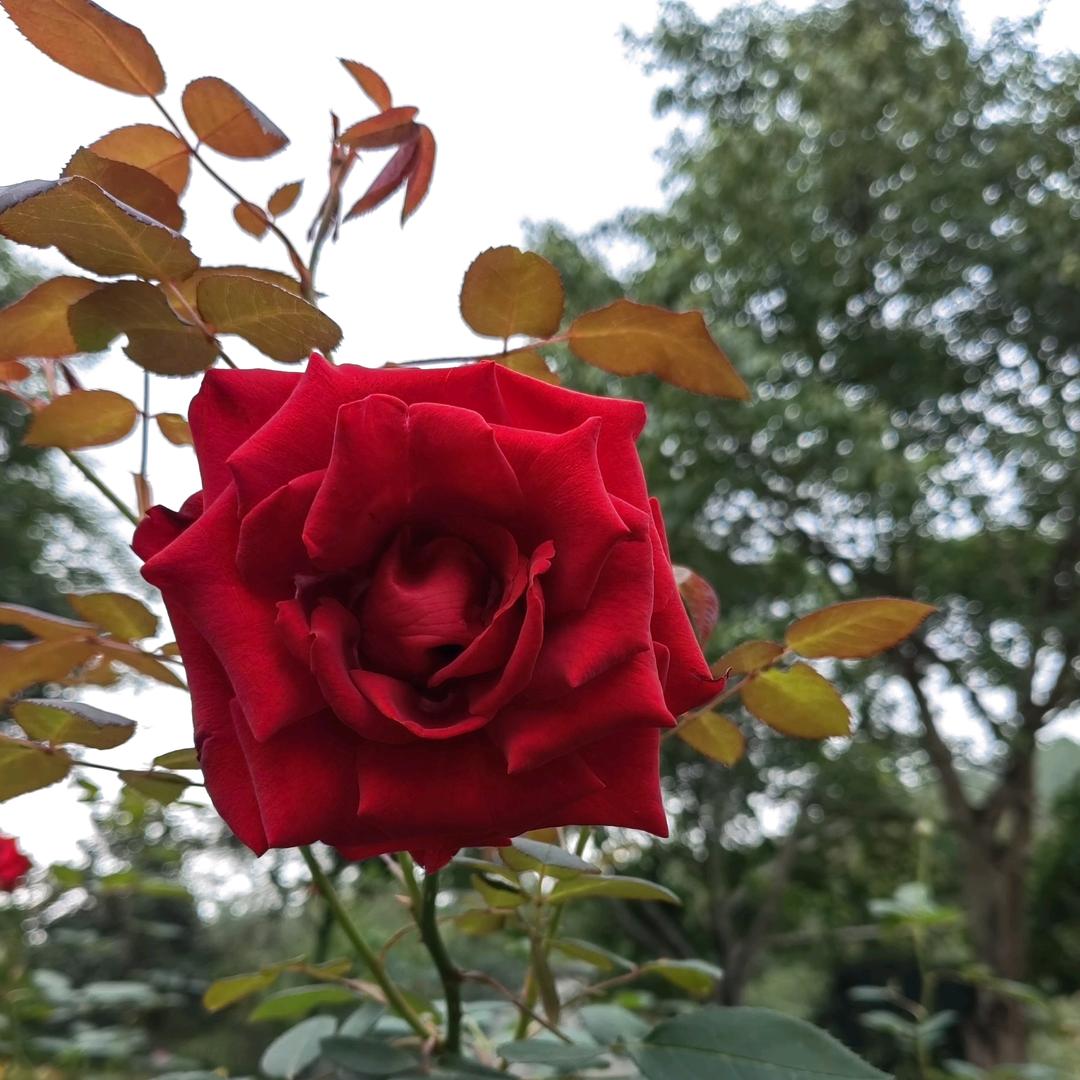 ꧁࿆ั如愿💐✾࿆꧂