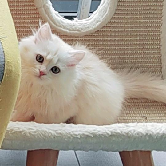 快乐小八（猫八戒）