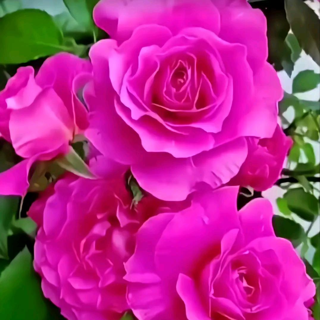 开心快乐🌼