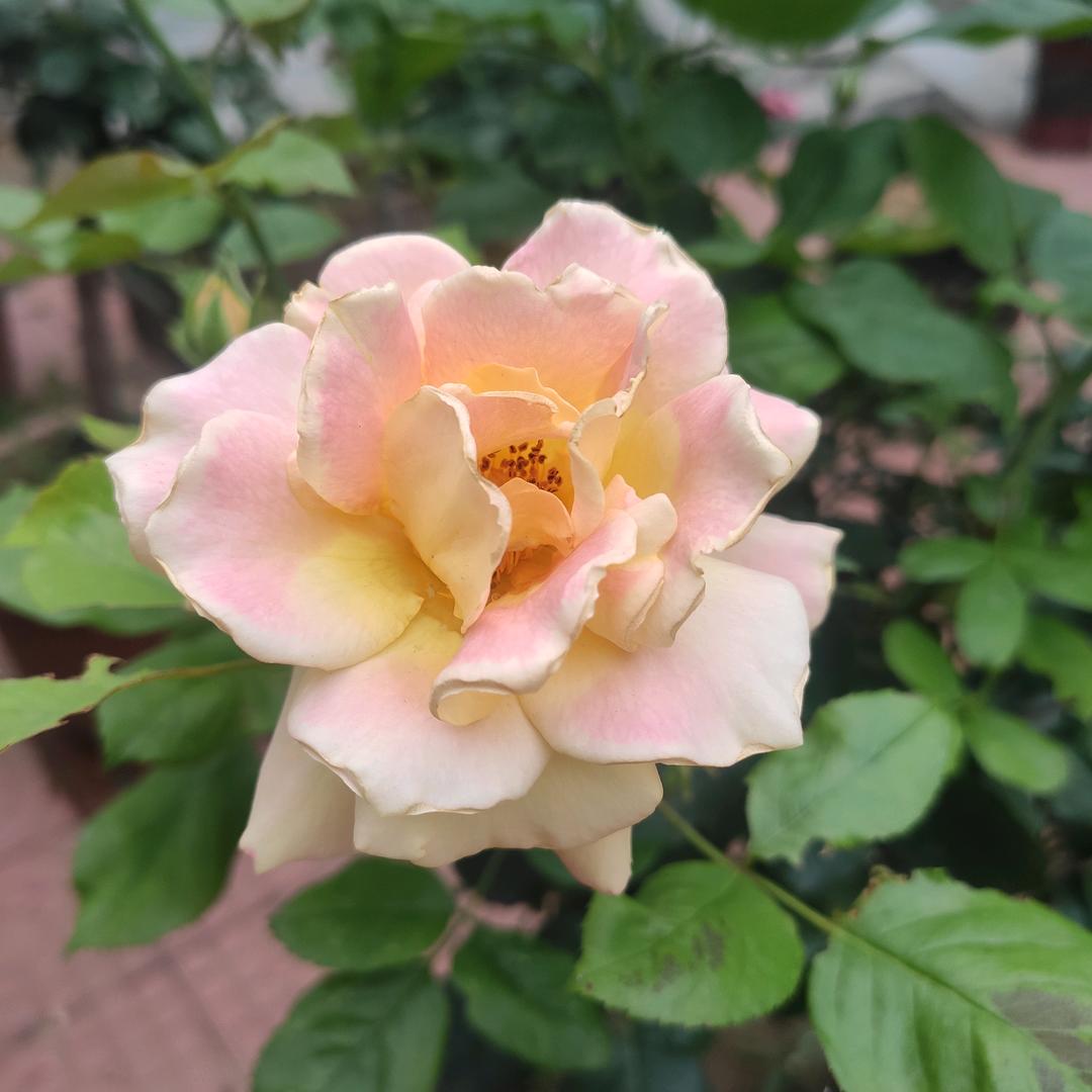 季幺妹