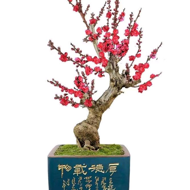 湫椛玥㑤炑盆景