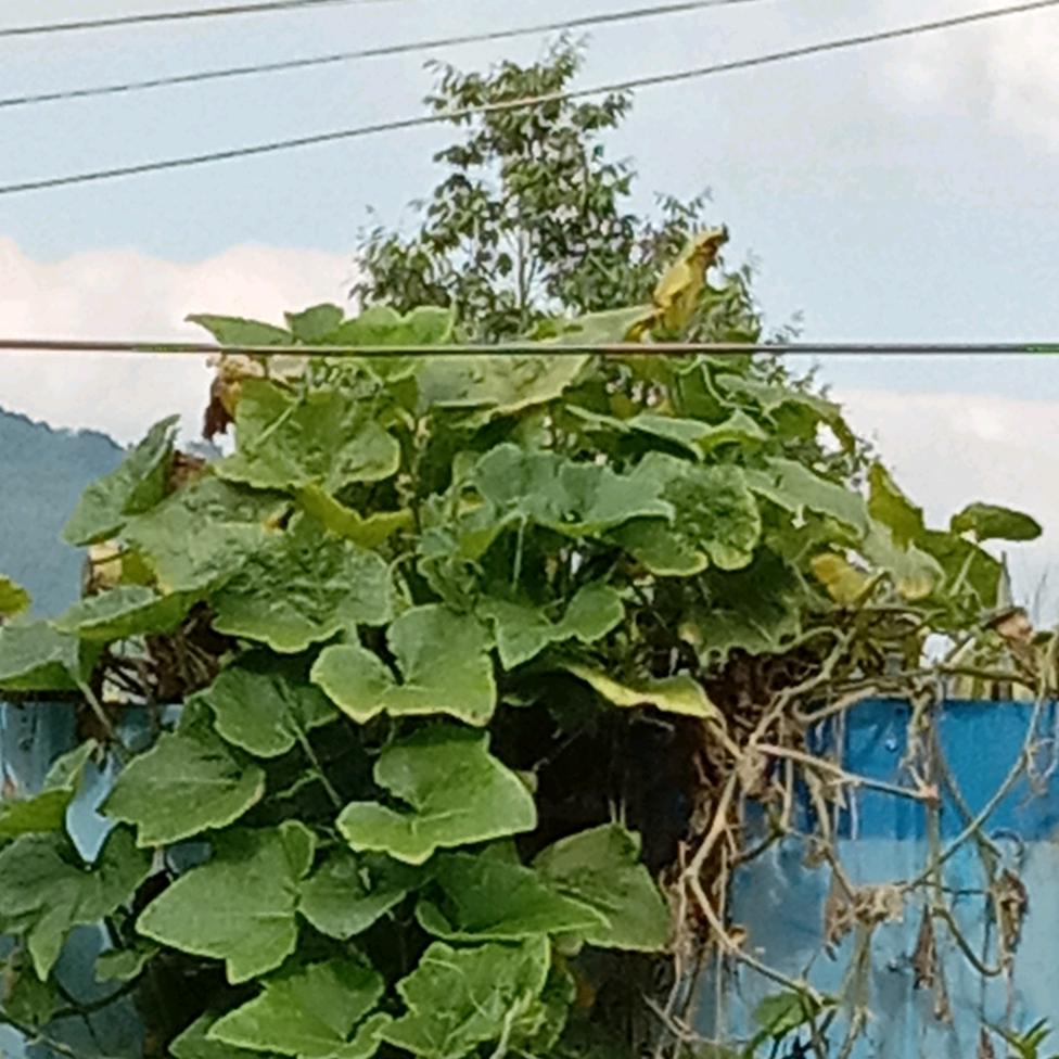 小牟牟