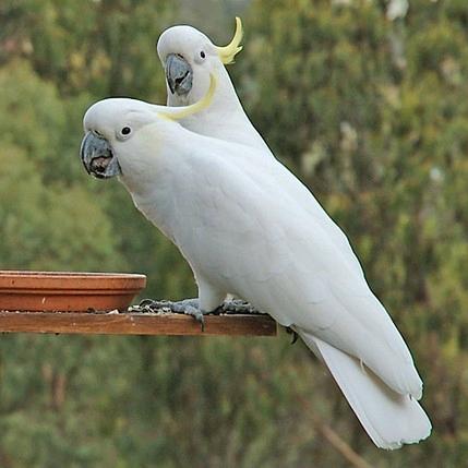 永城市萌萌养殖场