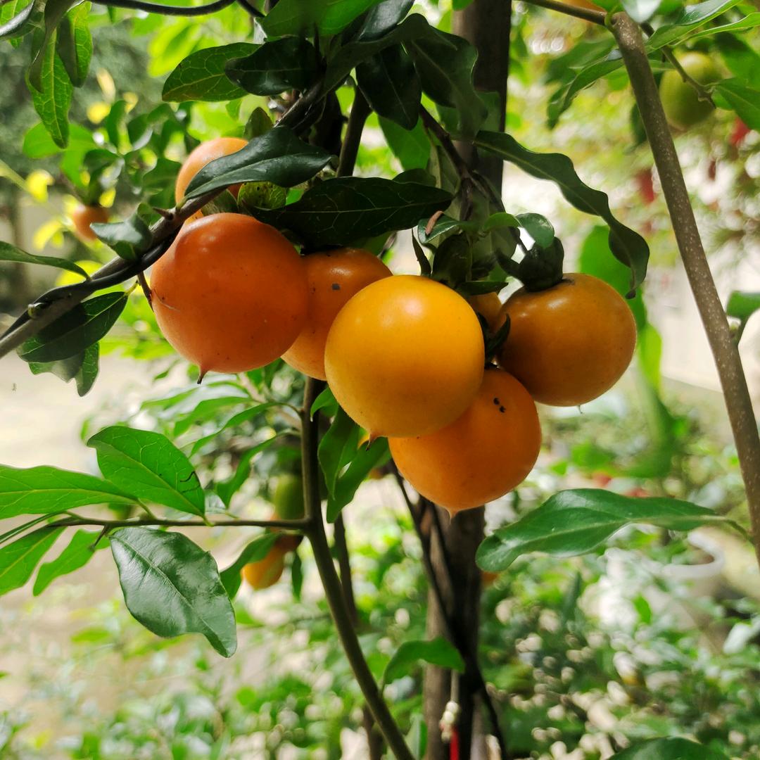 都江堰荟萃园艺场