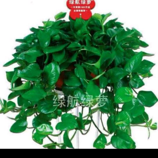 成武花卉