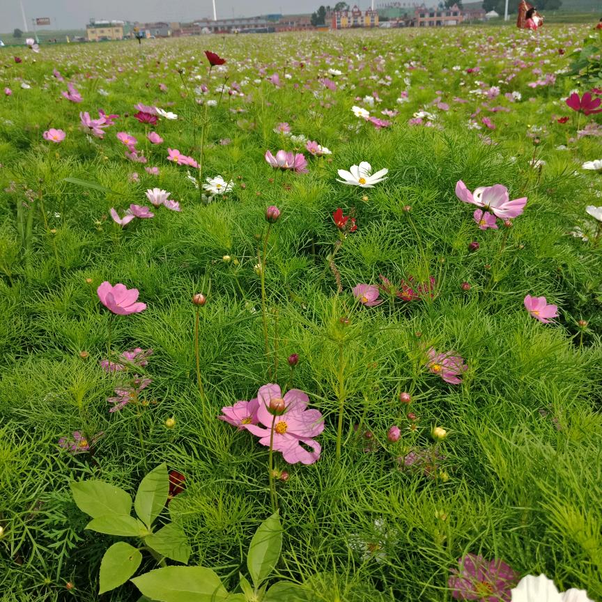 慕紫❤