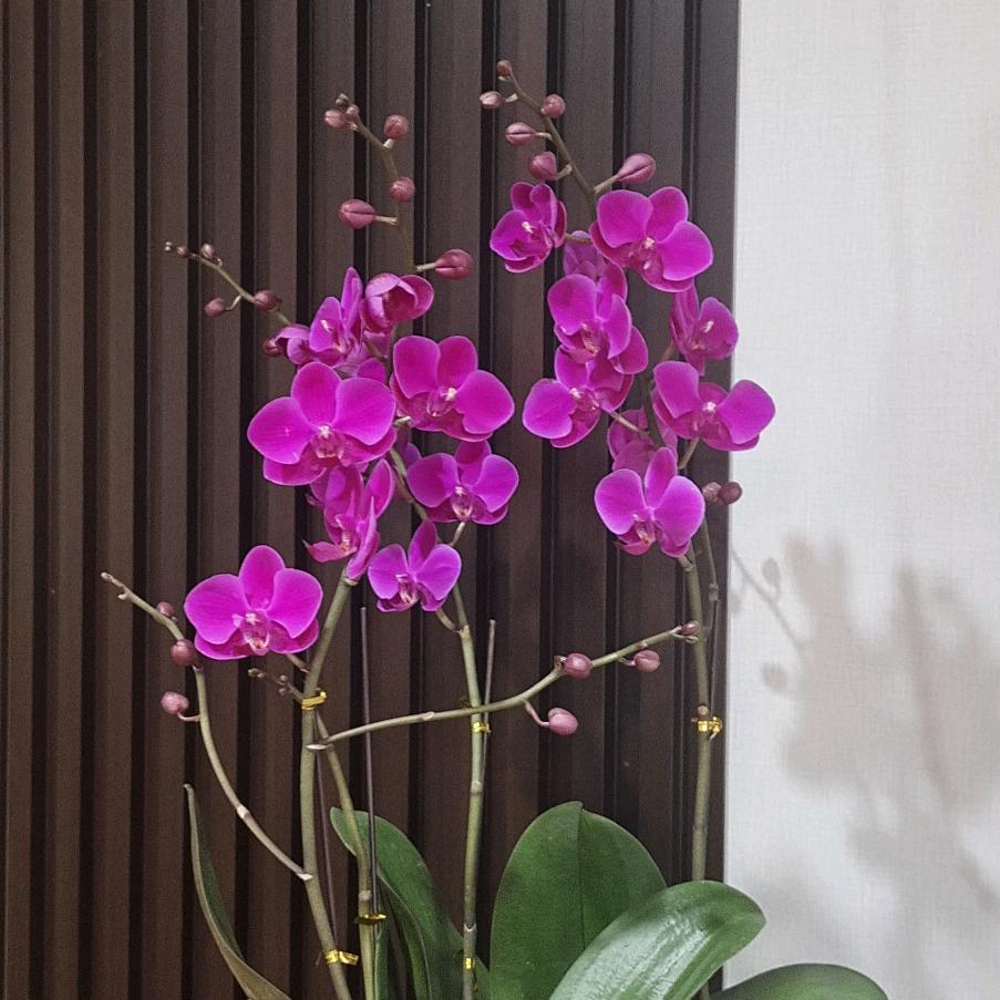 月光玫瑰🌹