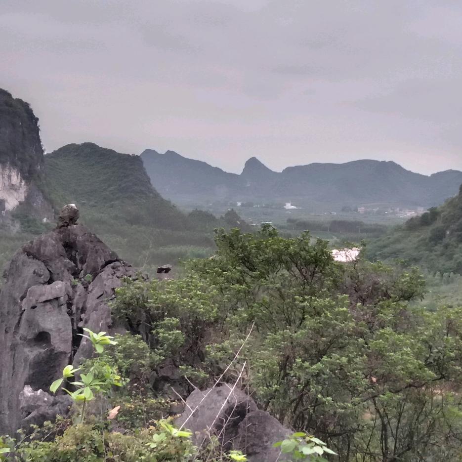 雁北飞