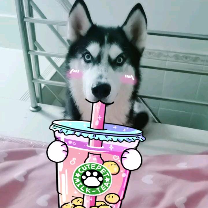 虫草鸡精