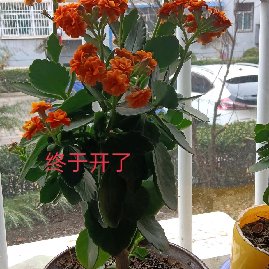 茂奶奶