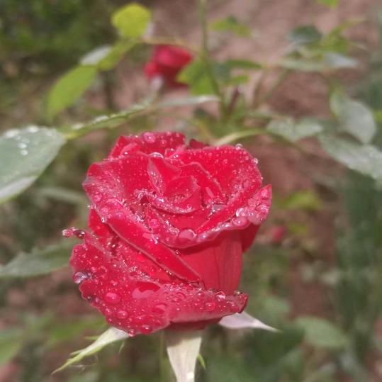 风雨无阻？？？