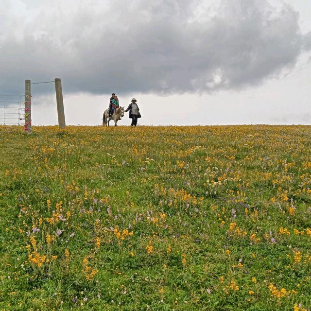 自然色彩花卉植物批发