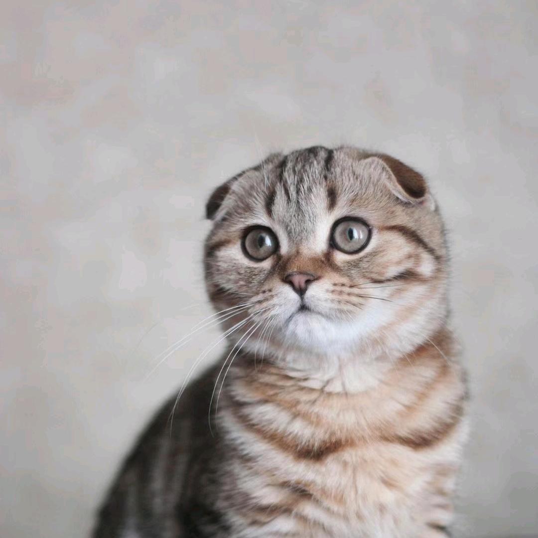 请叫我全名达文西