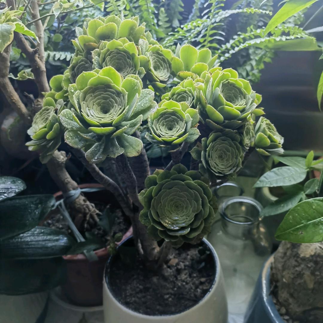 花寻礼