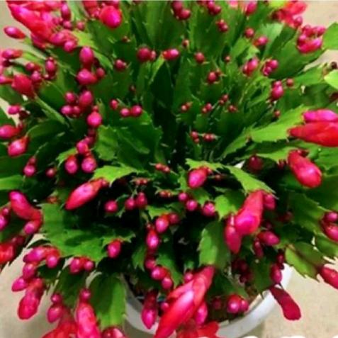 怡家花卉