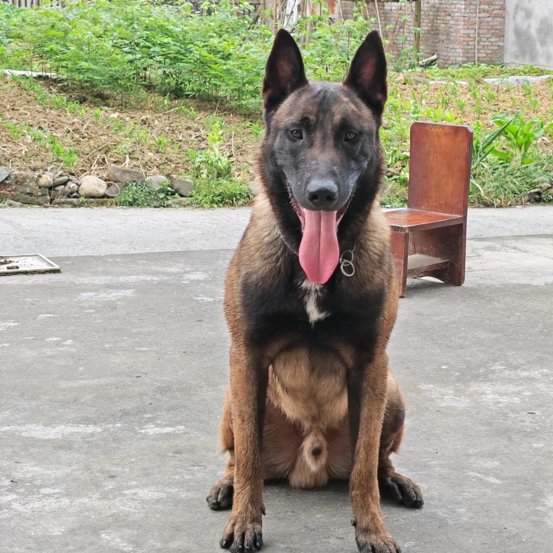 孤狼一号
